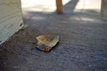 Ladybug