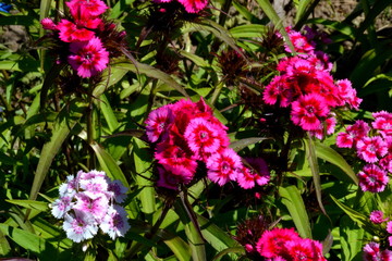 турецкая гвоздика