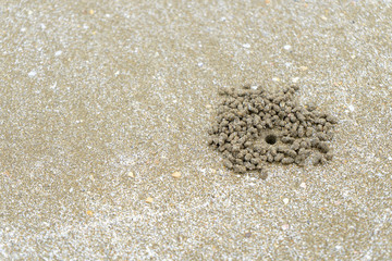 Crab of hole in the sand on the beach