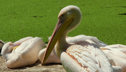 Odpoczywające stado pelikanów