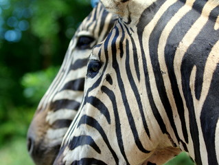 Głowy paskowanych koni - zebra