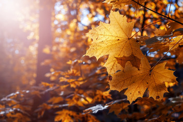 Autumn maple leaves in the sunlight
