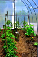 парник с рассадой