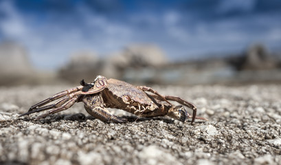 Close up shot about a small crab coastline in Brittany, France