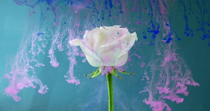 Colorful drops falling on a beautiful rose against blue background.