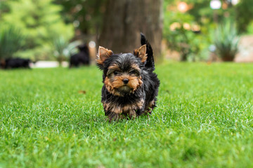 yorkshire terrier dog beautiful spring portrait puppy walk in green park - obrazy, fototapety, plakaty