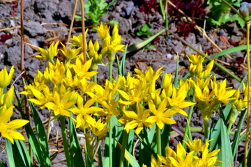 желтые цветы