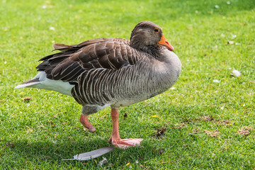 goose without legs poses on the grass