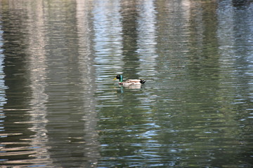 Rome, ducks in the pond of Villa Borghese, large public park in the center of the city.