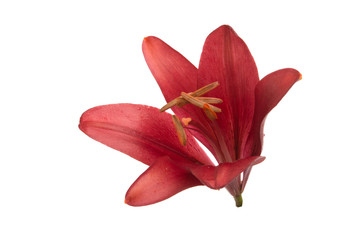 bright red lily flower isolated on the white