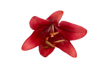 bright red lily flower isolated on the white