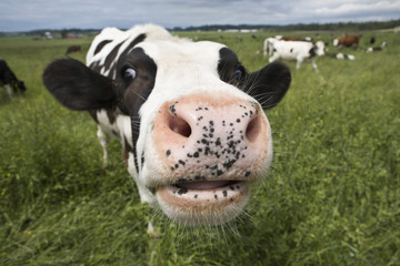 Close up of a cow snout