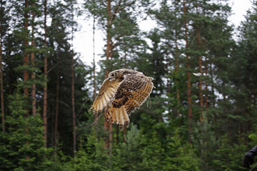 The bird of prey is an owl flying in the forest.
