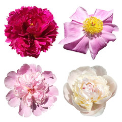 Set of four peonies isolated on white background 