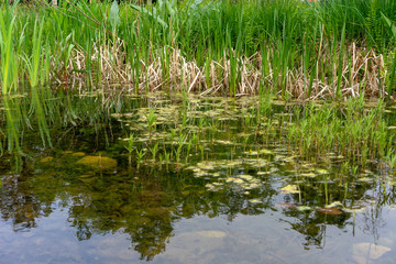 Fototapeta na wymiar swamp texture with green algae