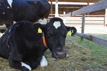 Obraz na płótnie Canvas Holstein-Rind sitzt im Heu und blickt in die Kamera, Rinderstall im Freien, Nahaufnahme