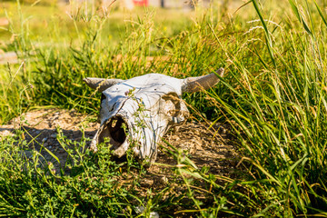Obraz premium cow skull lying on the ground