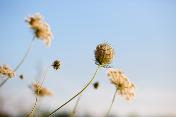 Queen Anne's Lace flowers in field at sunset