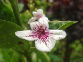 Hermosa flor blanca con múltiples manchas rosadas