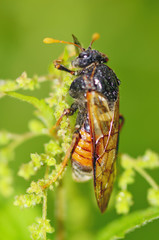 Meadow insect Cicada.