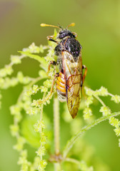 Meadow insect Cicada.