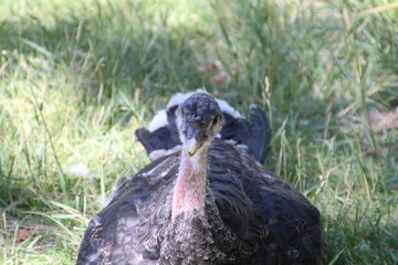 Closeup Of Turkey, Fort Edmonton Park, Edmonton, Alberta