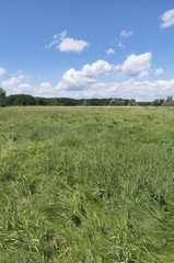 Summer green meadow, green forest on the horizon and blue sky with white clouds on sunny day