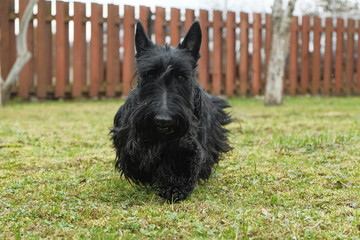 fun black Scotch Terrier jumping in the grass