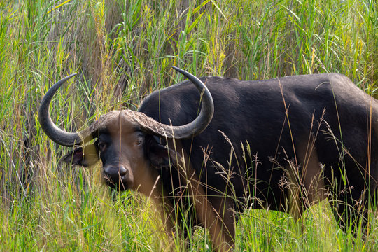 Amazing Wildlife Safari Experience at a Game Reserve in South Africa : Cape buffalo, one of African Big five game or the five most dangerous animals to hunt.