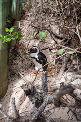 Amazing Wildlife Experience in South Africa : Jackass penguins roaming freely along the coast. Their cuteness capture tourists' heart.