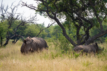 Obraz premium Amazing Wildlife Safari Experience at a Game Reserve in South Africa : Mother White Rhinoceros with her offspring. Rhino is one of African Big five game or the five most dangerous animals to hunt.