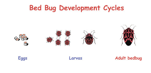 Bed Bug Development Cycles. Education vector illustration.