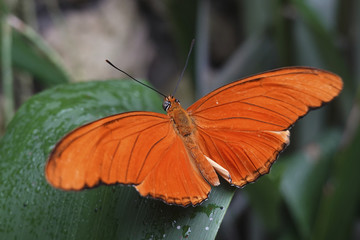 Julia butterfly (Dryas iulia)