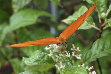 Julia butterfly (Dryas iulia)