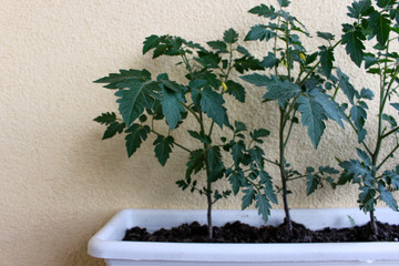 Delicious red tomatoes. Beautiful red ripe heirloom tomatoes grown in a greenhouse.