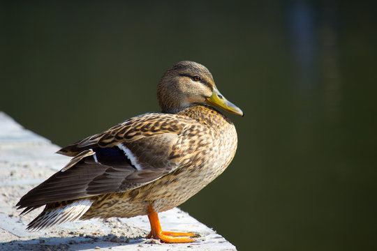 Duck mallard