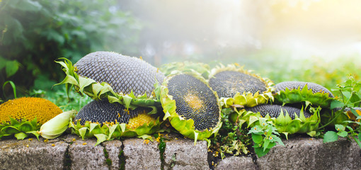 Crop of sunflowers. Podsolnuhi on the stone in the autumn Sunny day in the garden.
