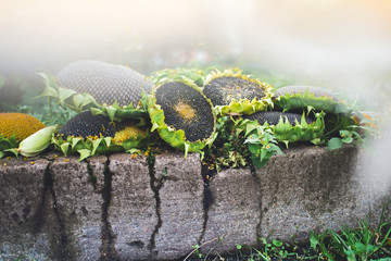 Crop of sunflowers. Podsolnuhi on the stone in the autumn Sunny day in the garden.