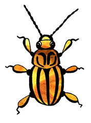 Hand drawn beetle illustration watercolor spring