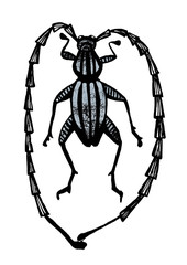 Hand drawn beetle illustration watercolor spring