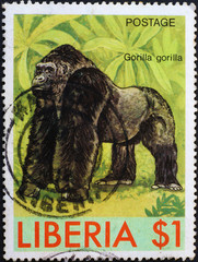 Western gorilla on postage stamp of Congo