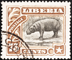 Pygmy hippopotamus on vintage postage stamp of Liberia