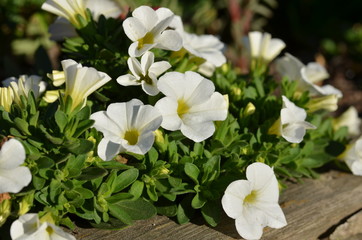 Fototapeta na wymiar weiße Zauberglöckchen - Blüten