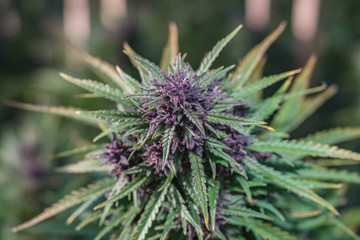 Outdoor Cannabis Flowers