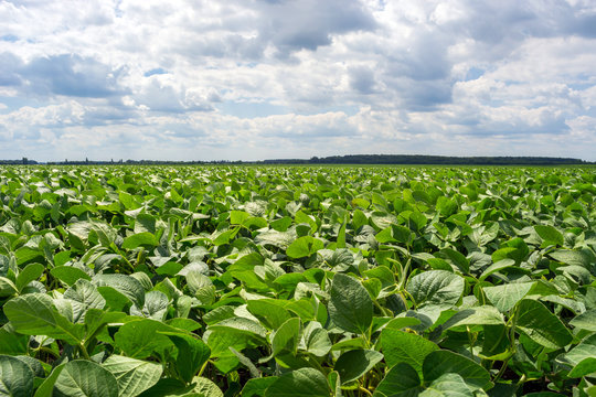 field of green soybean in the period of flowering. Clean from diseases and pests, healthy plants. Punctured seeds