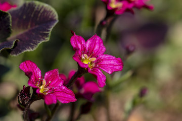 Purple flower on a blurry back