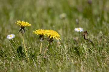 Dandelion on a grass field spring