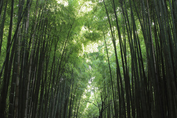 京都　嵯峨野の竹林