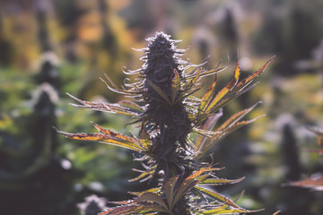 Outdoor Cannabis Flowers