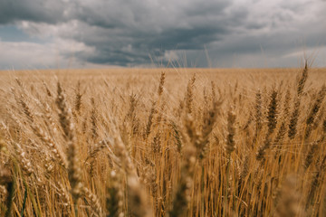 thunderstorm hurricane clouds field agricultural crops wheat © yuriy